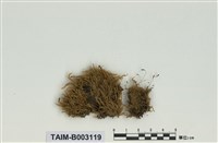 藏品(棉苔科)的圖片